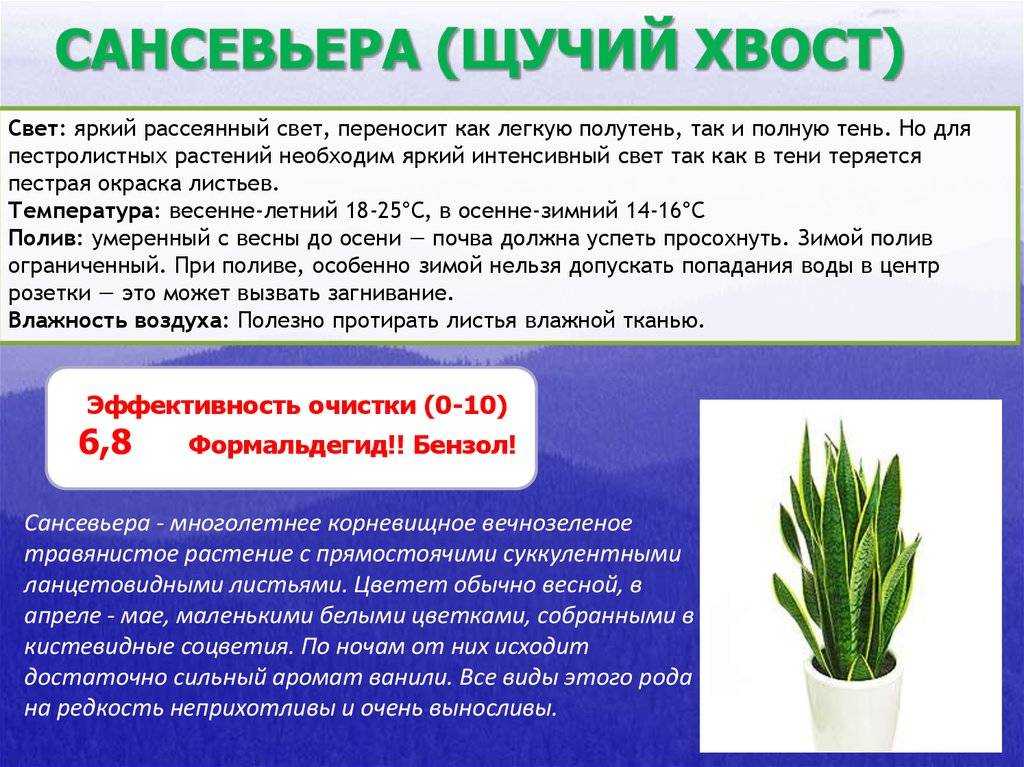 ✅ уход за сансевиерией и её пересадка в домашних условиях - сад62.рф
