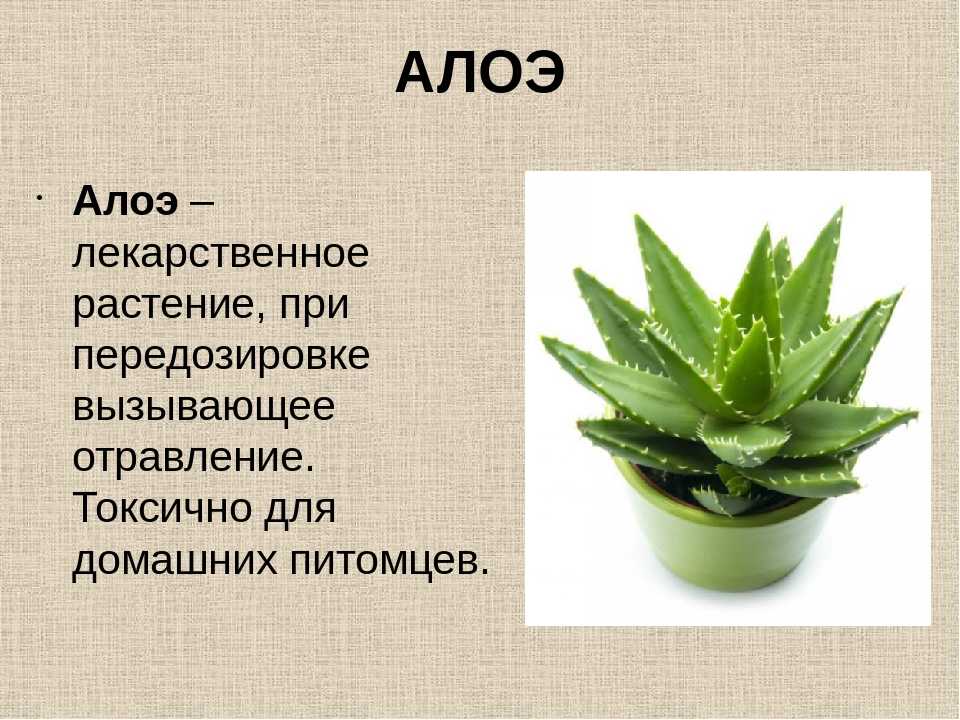 Самые полезные комнатные растения - названия и фото (каталог)