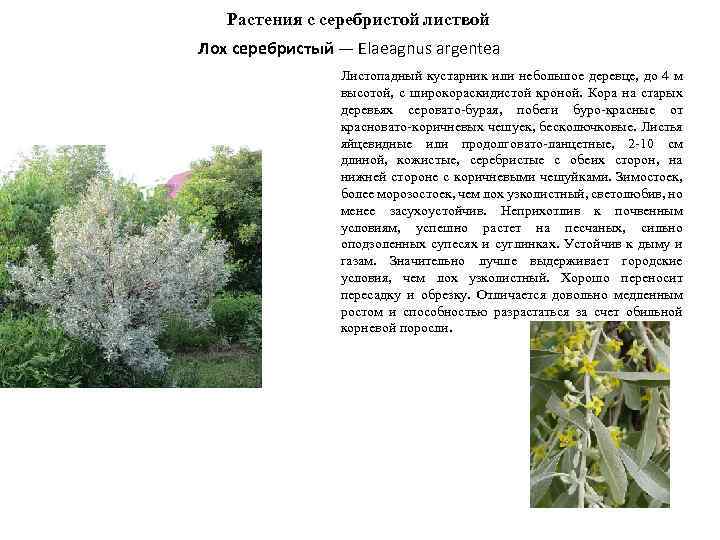 Лох серебристый: применение растения в ландшафтном дизайне сада с фото, посадка и уход, описание свойств