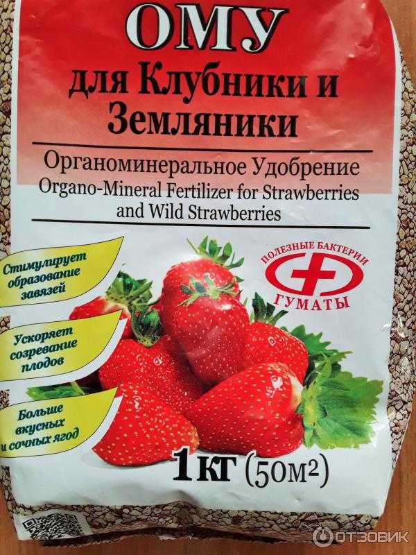 Посадка клубники в открытый грунт осенью, весной, летом