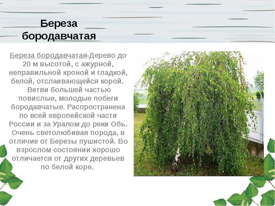 Береза: посадка и уход в открытом грунте