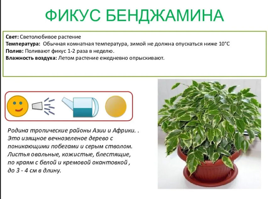 Пеперомия — круглолистная и многоликая кроха. уход в домашних условиях. виды. фото — ботаничка