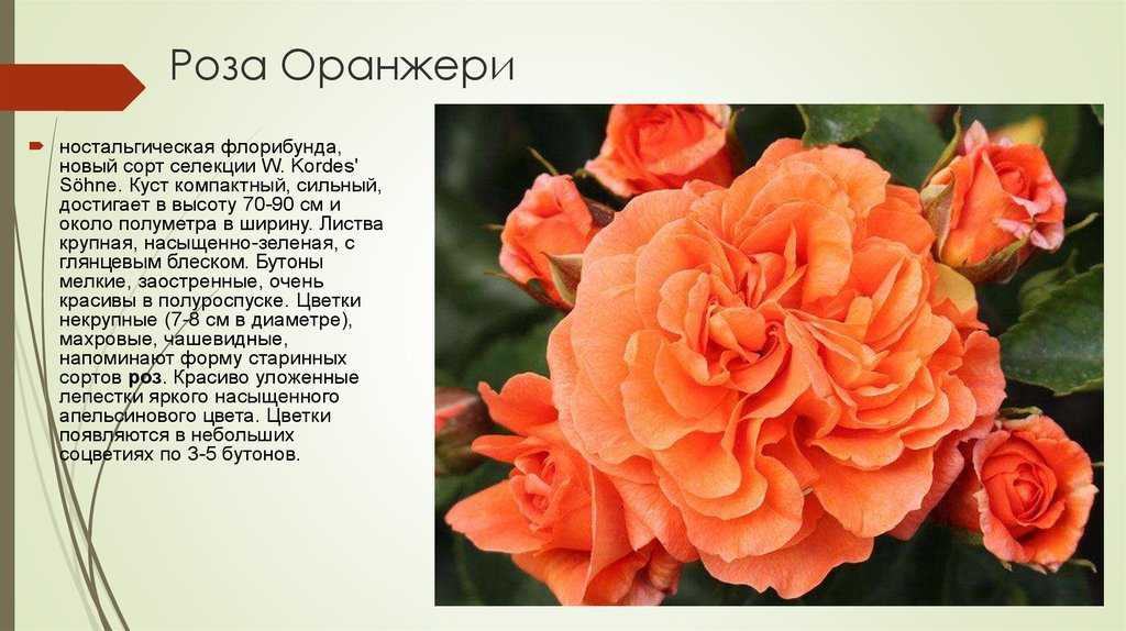 Новые сорта роз 2021 года: топ 50 лучших с описанием и характеристиками + фото