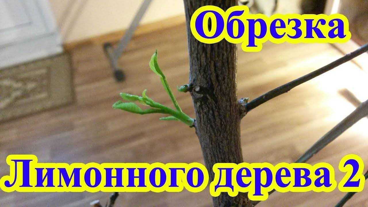 Обрезка лимона: правила, сроки, рекомендации в 2023 году на гудгрунт
