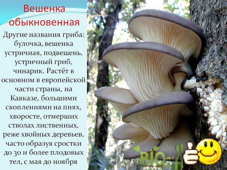 Развитие грибных блоков по дням