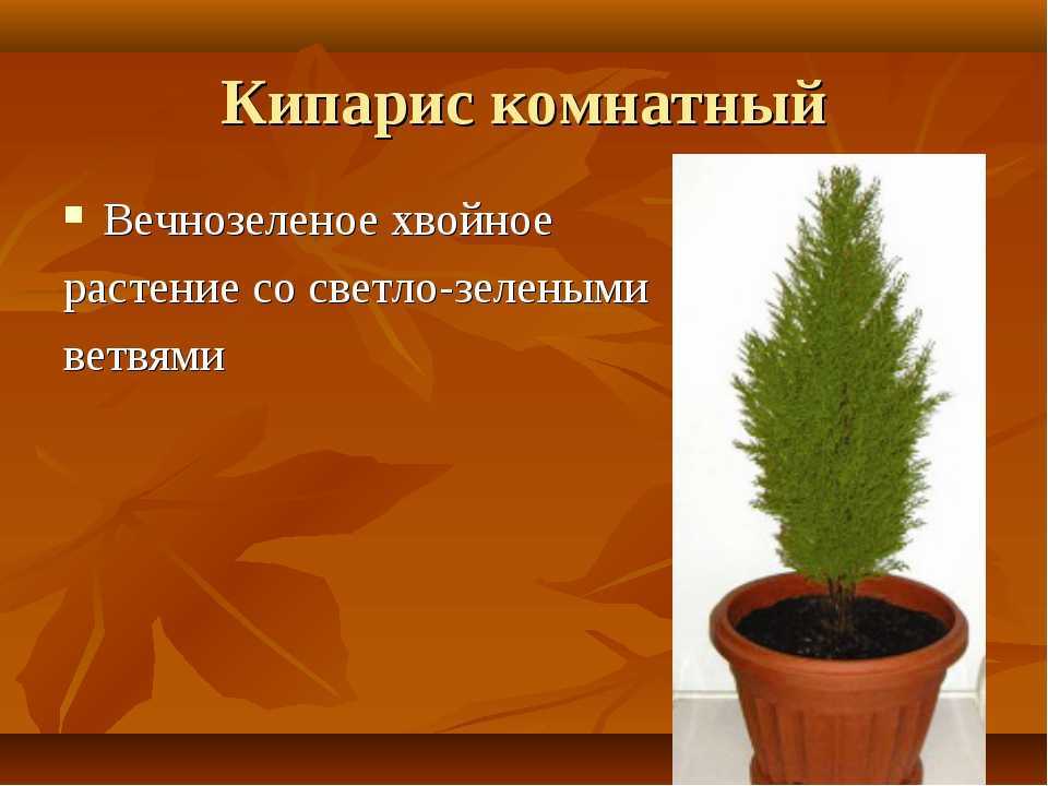 Кипарис: посадка и уход в домашних условиях, виды и болезни | клуб цветоводов
