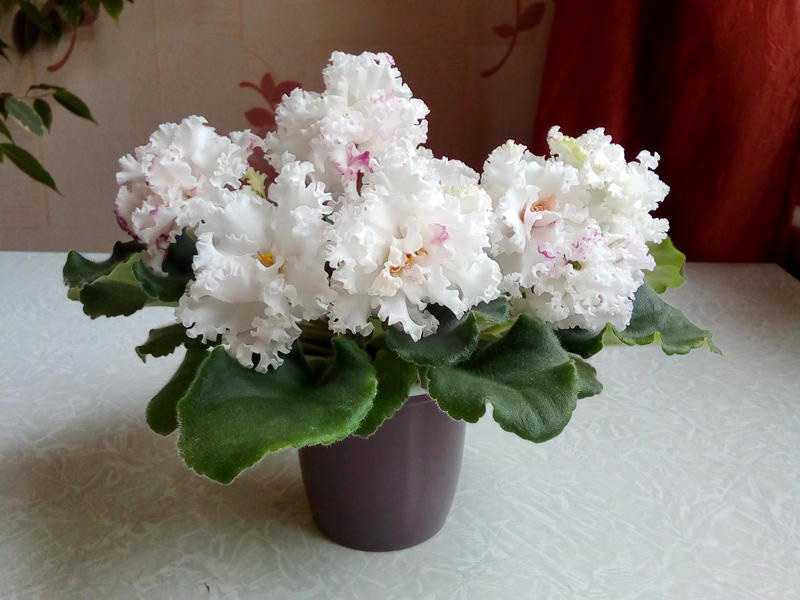 Прекрасная лесная фиалка: фото цветка и советы по выращиванию