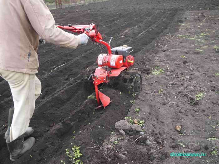 👩‍🌾 перекопка осенью: 5 нюансов, которые необходимо знать каждому садоводу selo.guru — интернет портал о сельском хозяйстве