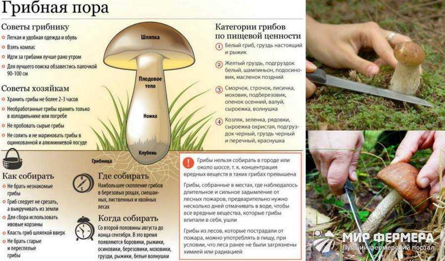 Через сколько дней после дождя вырастают грибы
