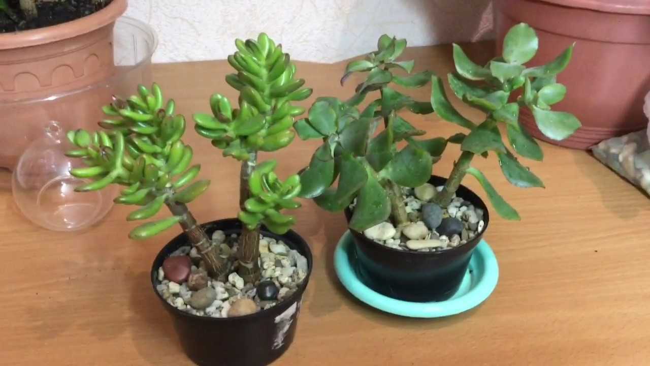 Крассула хоббит и голлум: уход в домашних условиях, фото, отличия