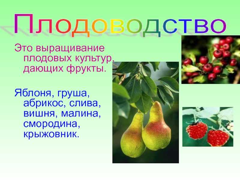 Культурные растения — классификация, общая характеристика и примеры с названиями
