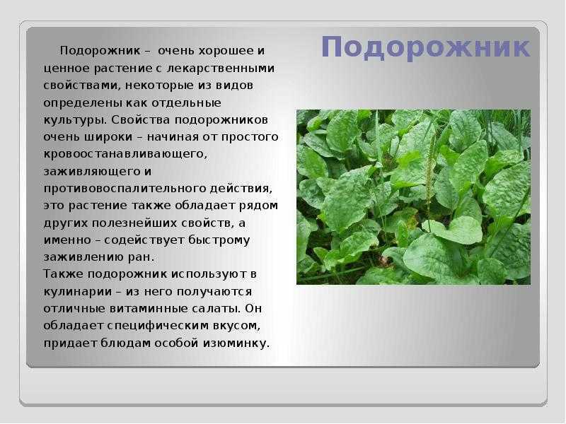 Подорожник широколистный (broadleaf plantain) - посадка и уход - поради дачникам