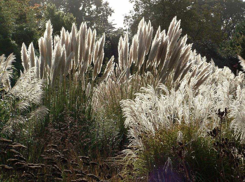 ✅ посадка и размножение кортадерии селло (cortaderia selloana) - сад62.рф