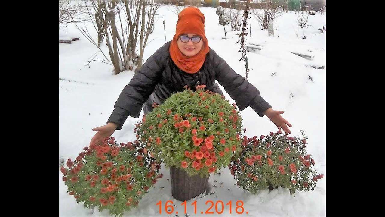 Хризантемы: посадка и уход, фото, сорта и виды