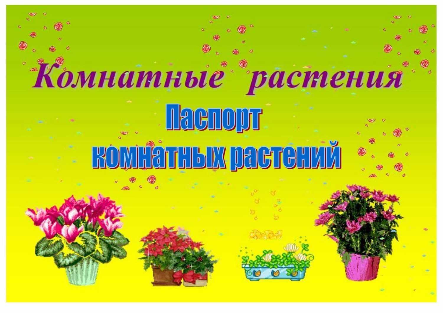 Презентация на тему паспорт комнатных растений. комнатные растения в детском саду
