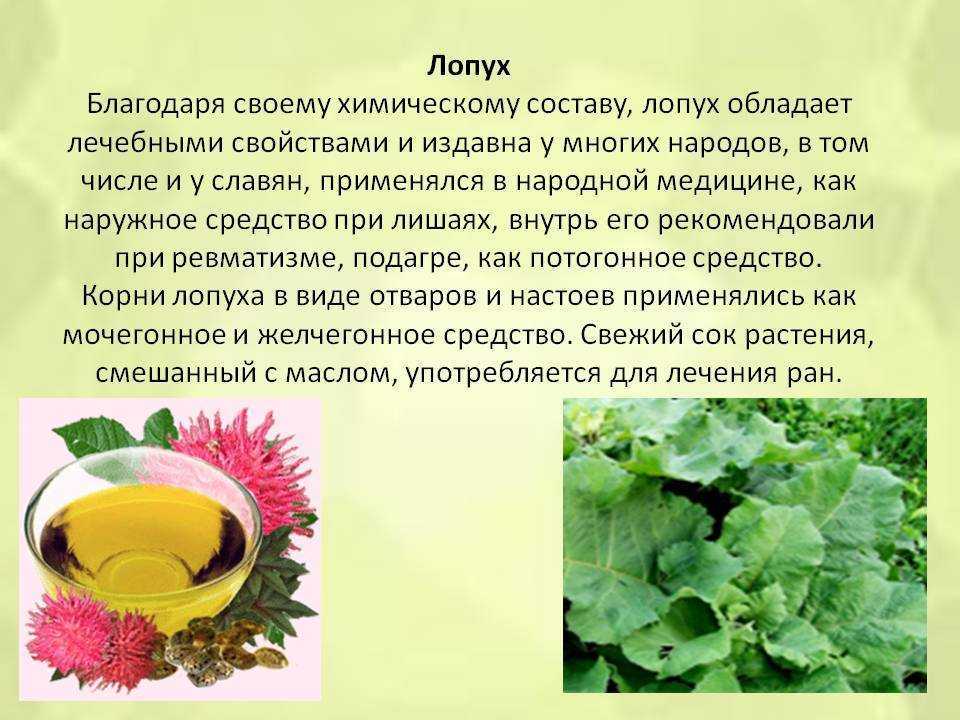 Лунария (лунник): фото, описание видов, выращивание