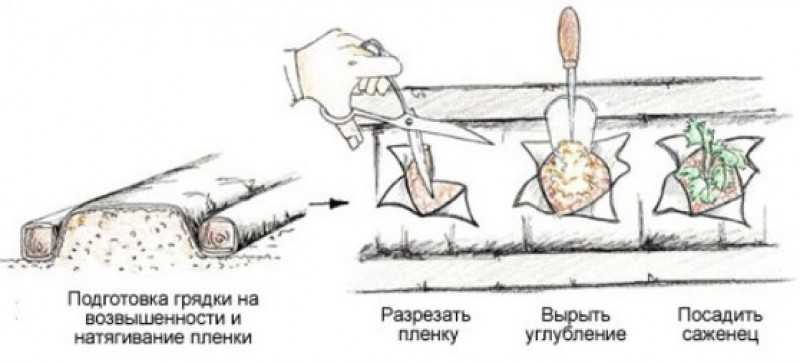 Клубника на агротекстиле: плюсы и минусы популярного метода