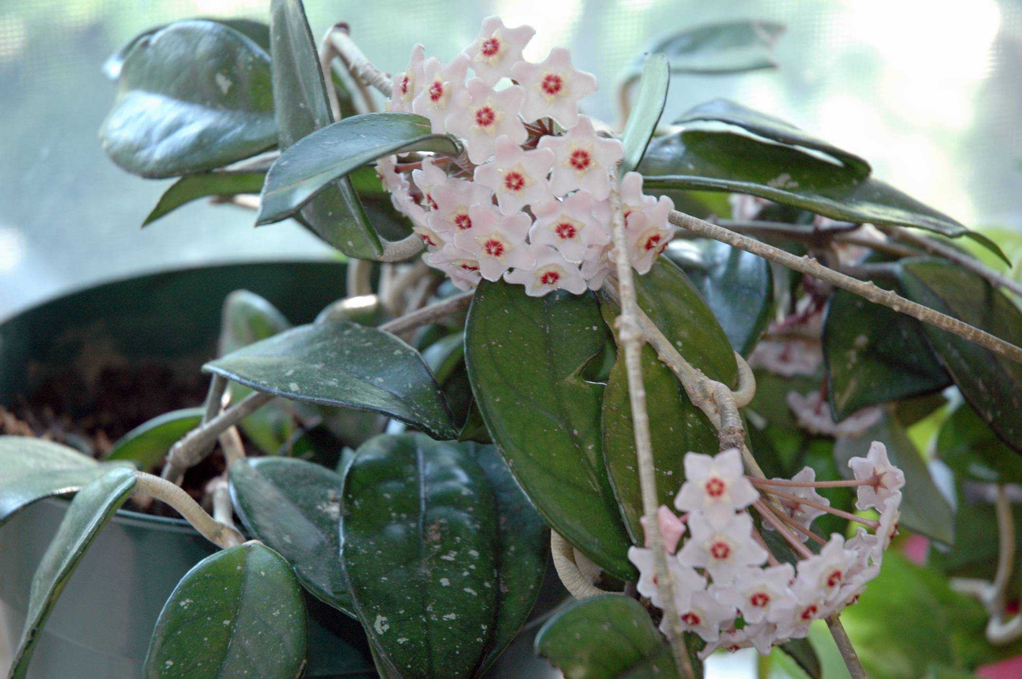 Хойя куртиси (hoya curtisii): описание и фото, советы по уходу за ней, а также особенности выращивания и методы борьбы с вредителями и болезнямидача эксперт