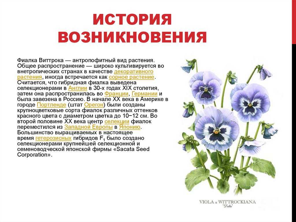 Фиалка цветок. описание и уход за фиалкой | сад и огород.ру