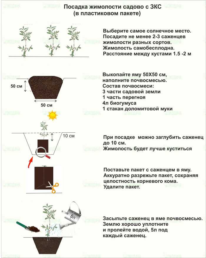 Жимолость: посадка и уход, обрезка и размножение, сорта с фото