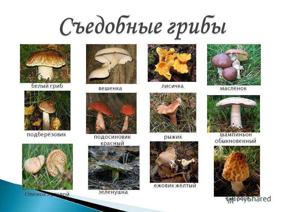Грибы в украине весной (85 фото): какие растут в мае, название и описание съедобных, ядовитых, несъедобных, сезон сбора