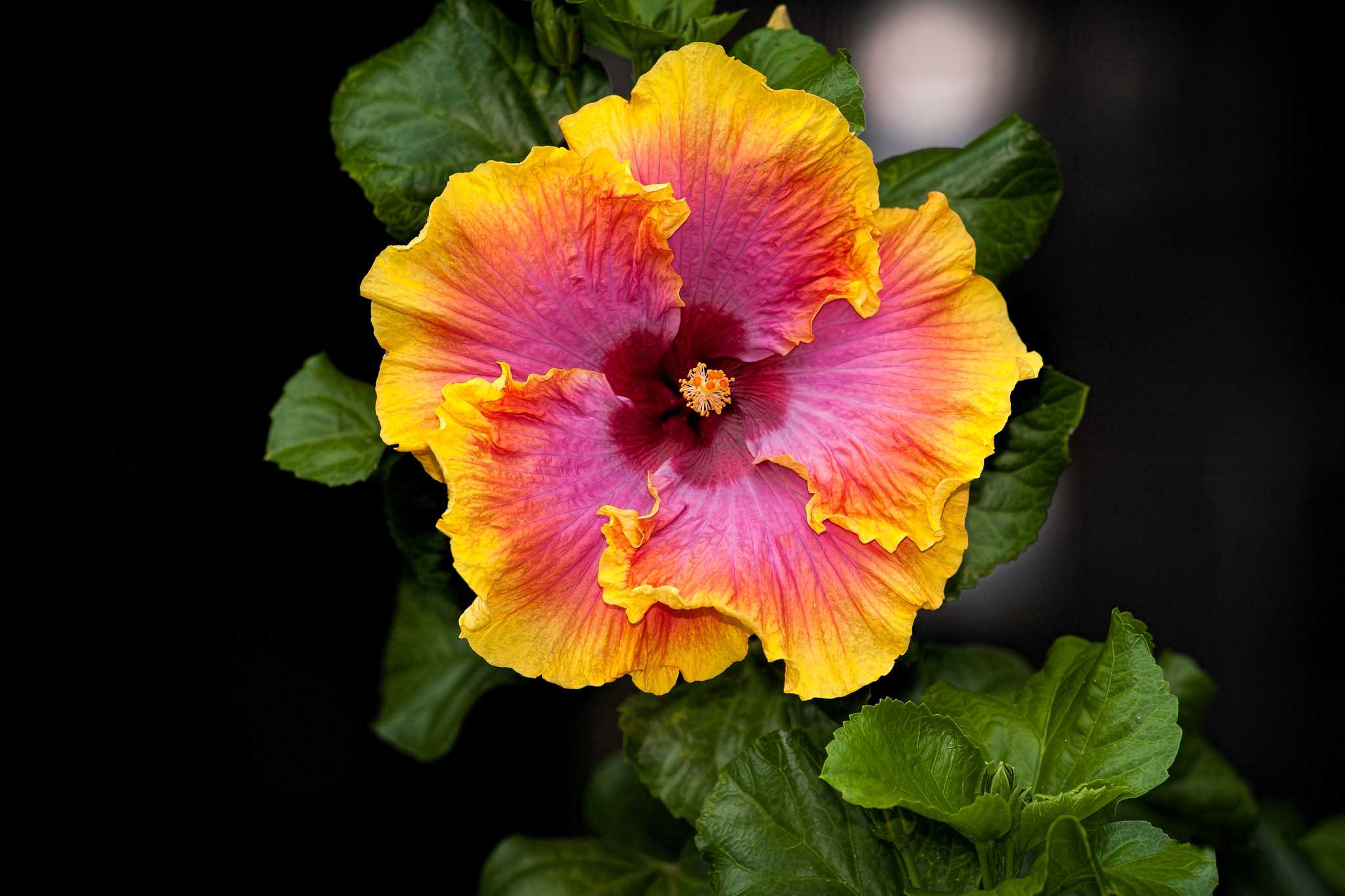 Гибискус китайский Hibiscus rosa-sinensis, еще именуемый розой китайской, является наиболее популярным у цветоводов видом рода Гибискус семейства Мальвовые