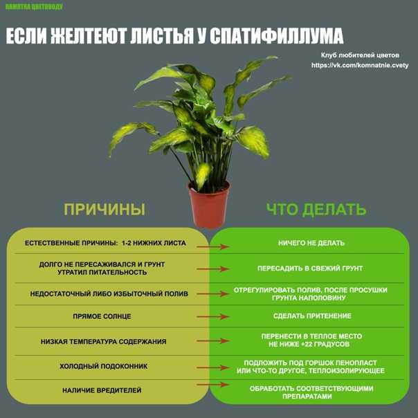 Почему орхидея не выпускает цветонос и что делать, чтобы её оживить, а также в случае, если листья растут, но стрелка перестала развиваться
