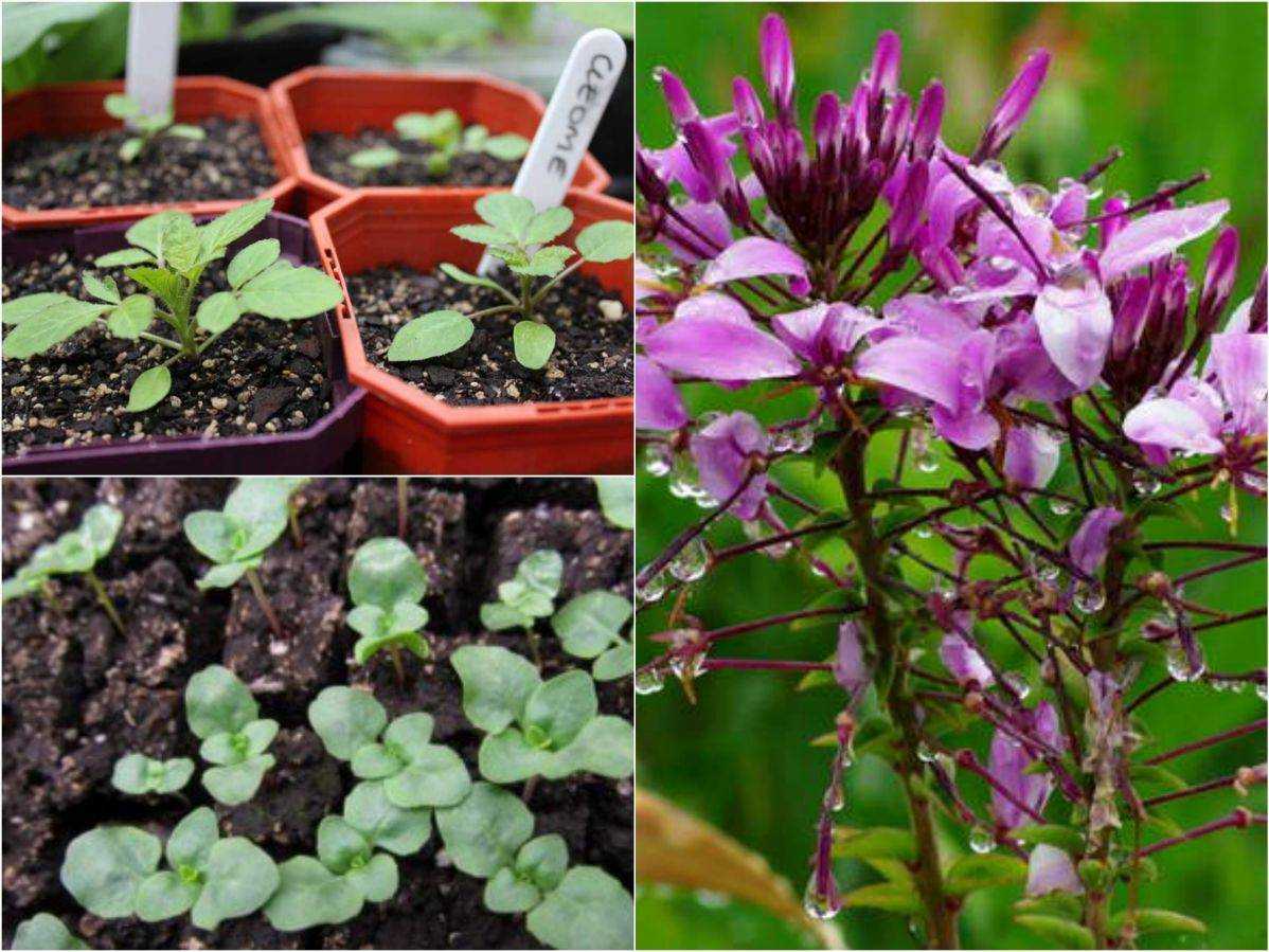 Клеома Cleome, либо клеоме, это цветущее растение, относящееся к семейству Клеомовые Такое растение бывает однолетником либо двулетником В природе оно встречается в любом уголке Земли, в тех регионах, где имеется умеренный и теплый климат