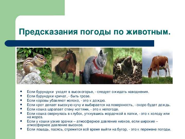 Животные – предсказатели погоды