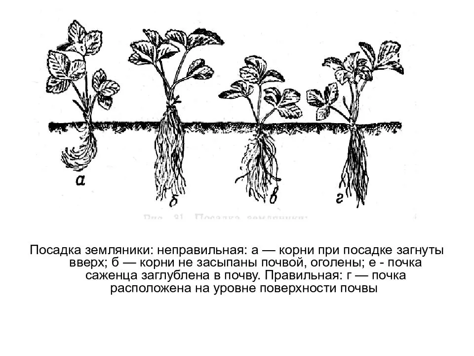 Посадка земляники садовой схема