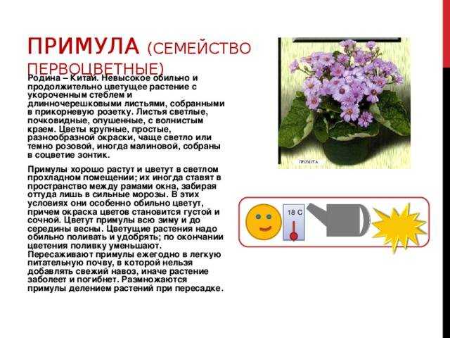 Как ухаживать за хиритой дома — фото сортов и видов