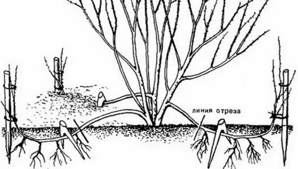Посадка сирени осенью в открытый грунт в 2023 году: сроки посадки, благоприятные и неблагоприятные дни, по лунному календарю, особенности выращивания, таблица