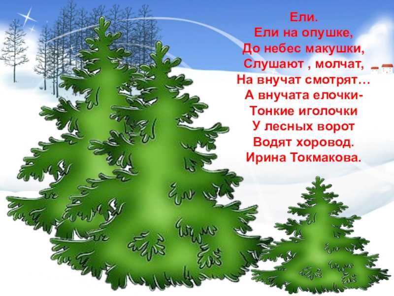 Канадская ель коника: посадка и уход в грунте и домашних условиях