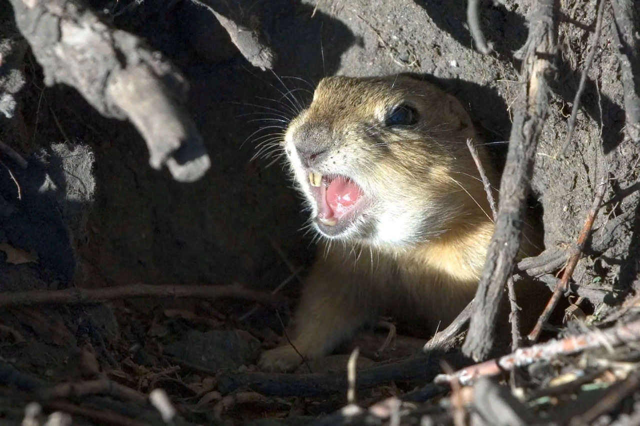 The top three gopher traps