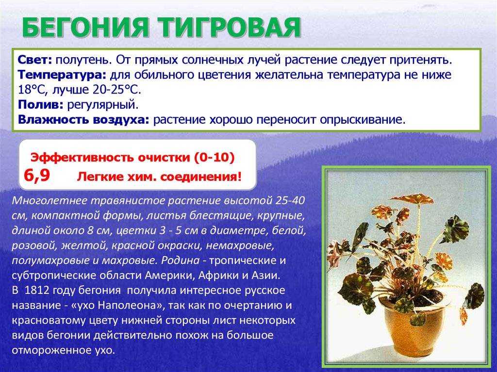 Тигровая бегоня бауэра: уход в домашних условиях, описание