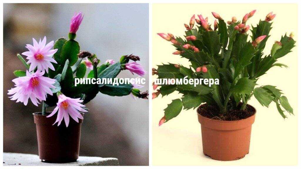 Цветок шлюмбергера: сорта с фото и описанием, советы по уходу