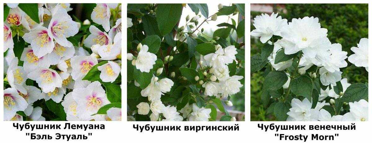 Декоративный чубушник