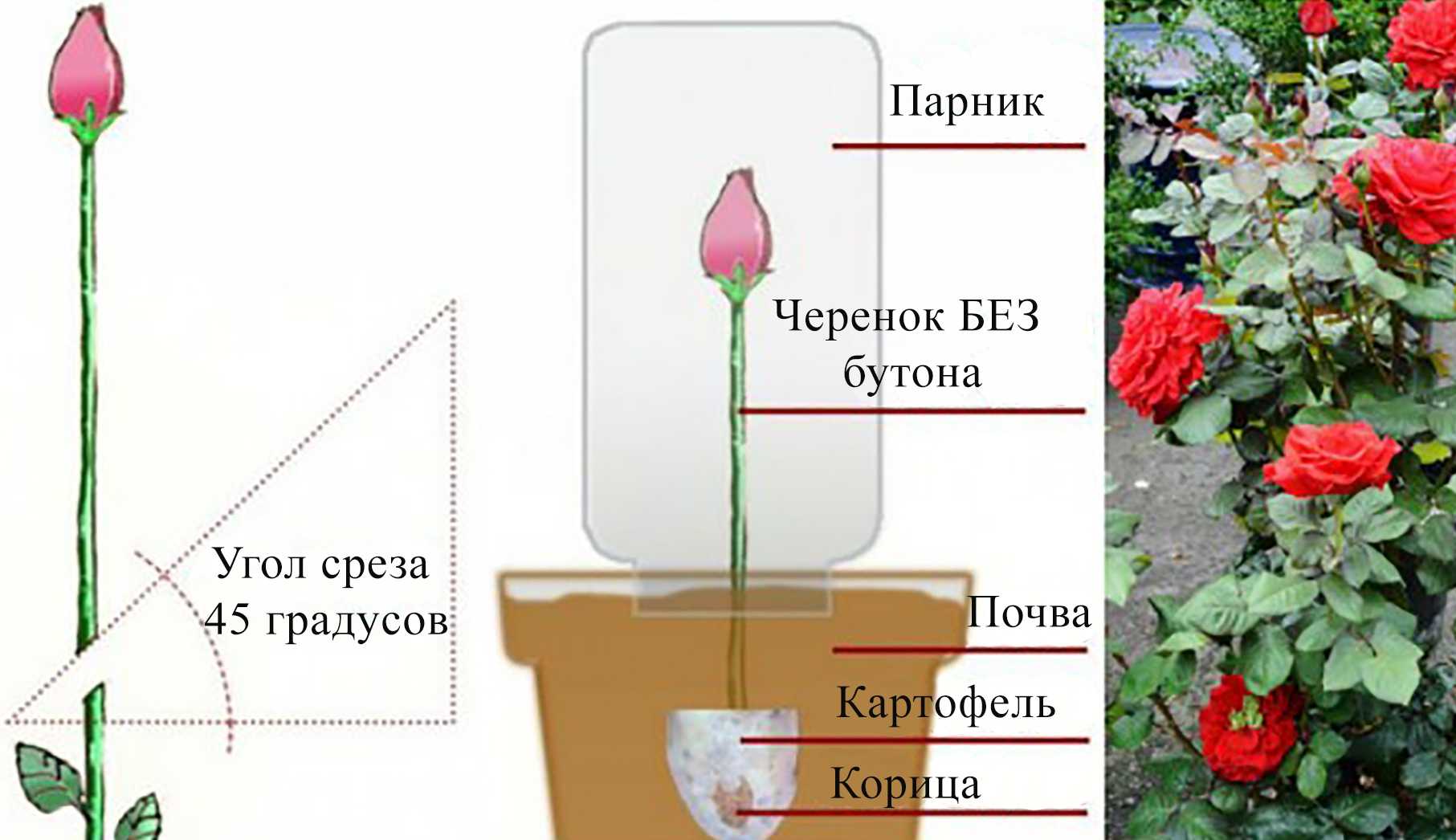 Комнатная роза: посадка и уход в домашних условиях