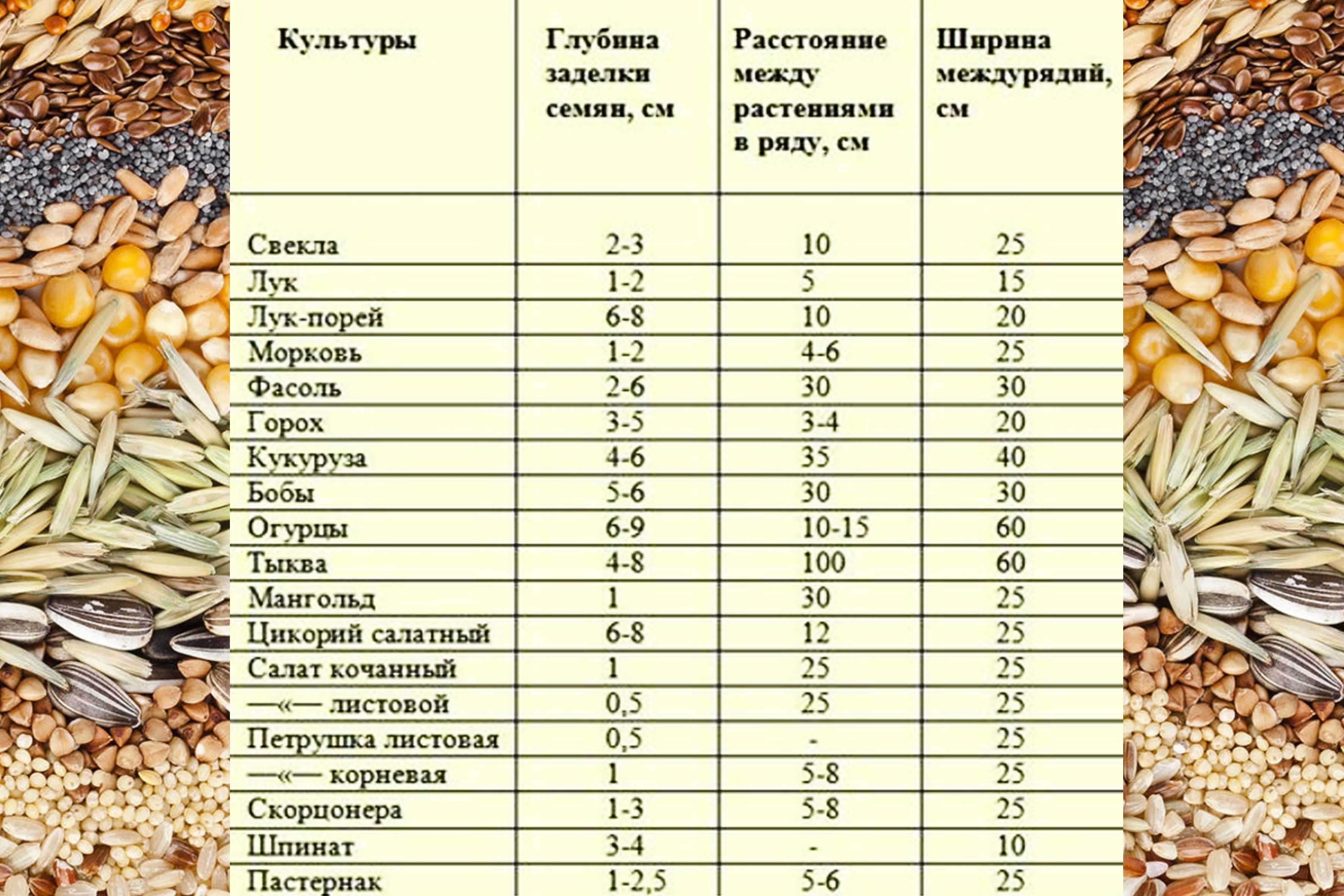 Взошедшая морковка боится ли заморозков. что делать, если морковь замёрзла – не паниковать и перерабатывать