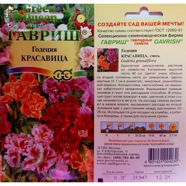 Секреты выращивания годеции крупноцветковой