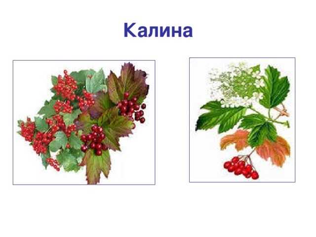 Калина и рябина: как отличить и какие у них различия?