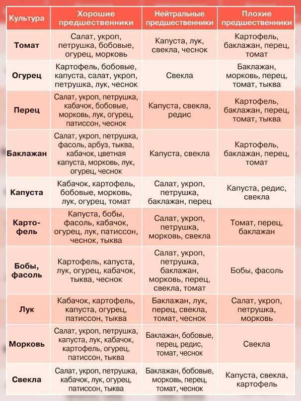 После чего сажать огурцы, какие культуры являются хорошими предшественниками