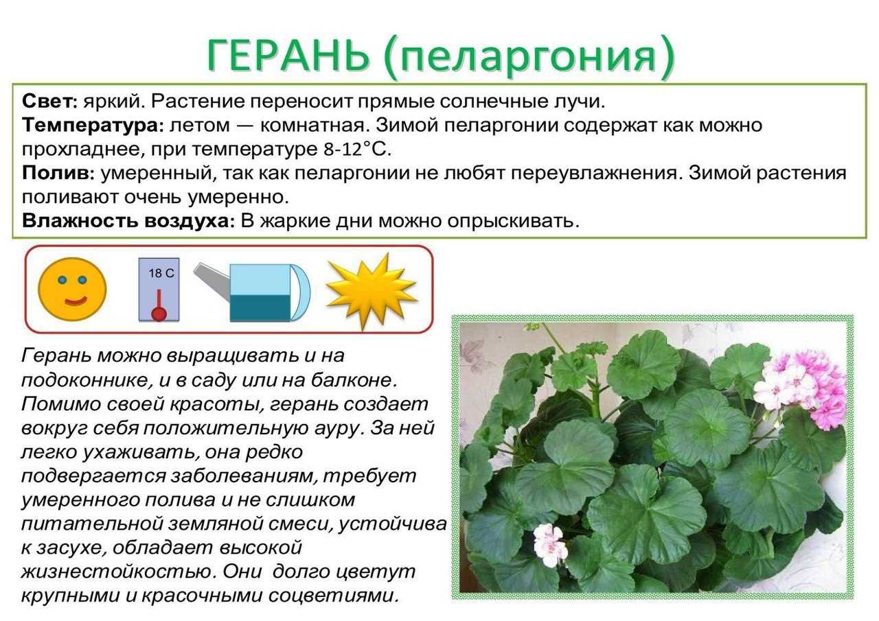 Доклад на тему орхидеи 3, 5 класс