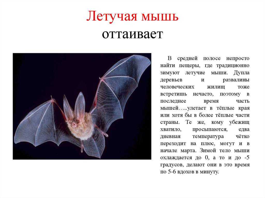 Где зимует летучая мышь и как она это делает?
