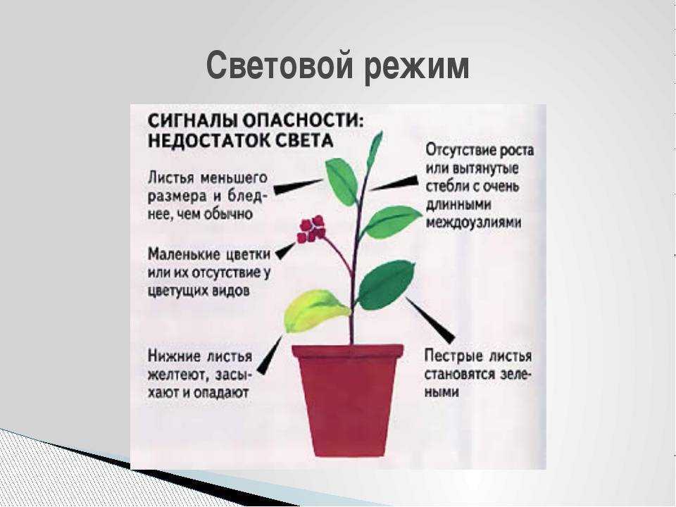 Температурный режим растений