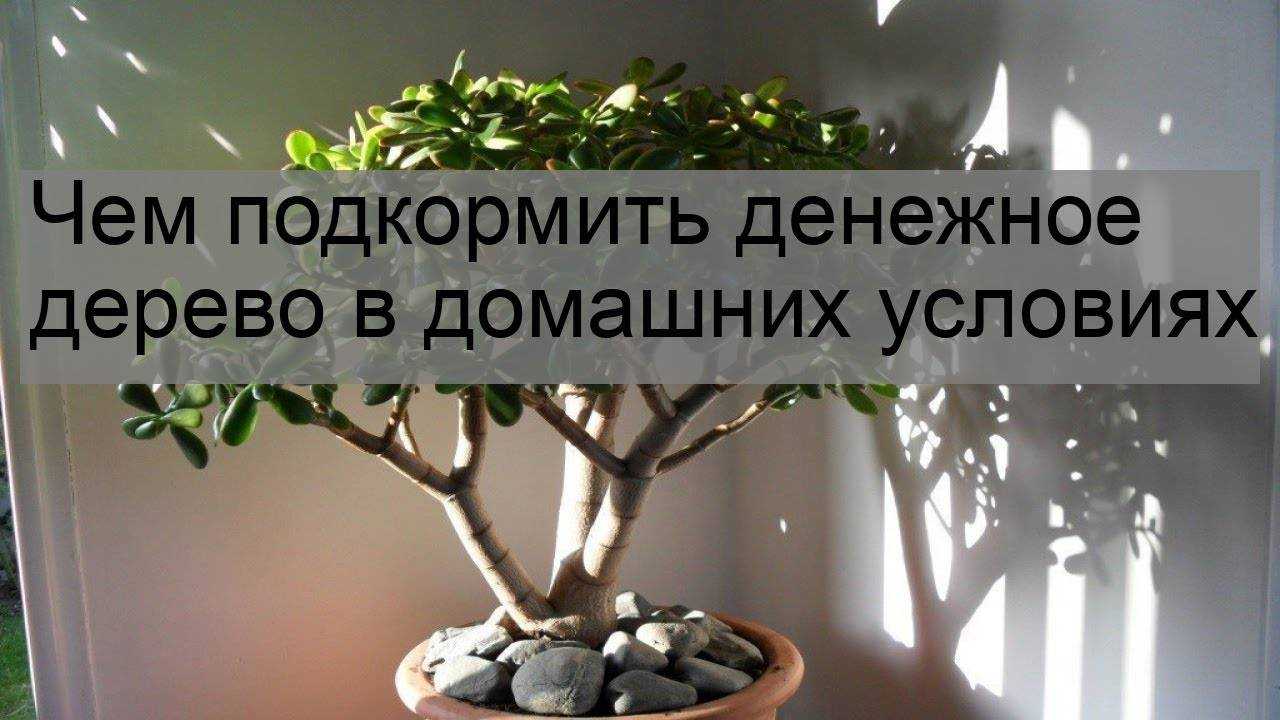 Цветок денежное дерево: можно ли его держать в доме?
