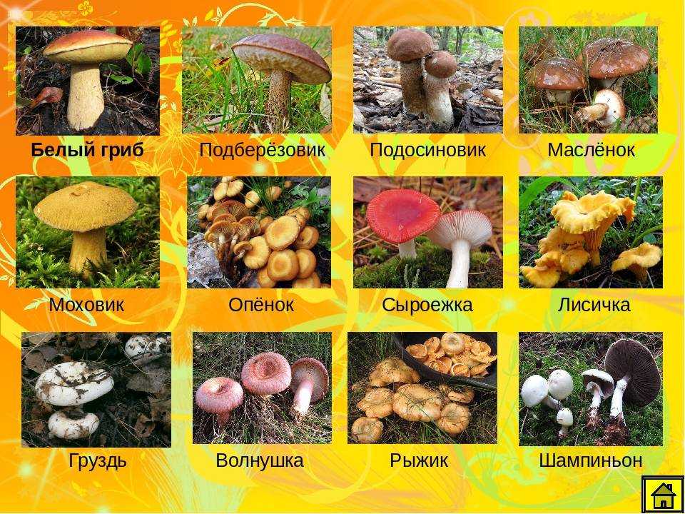 Белый гриб в лицах, или какие бывают боровики?