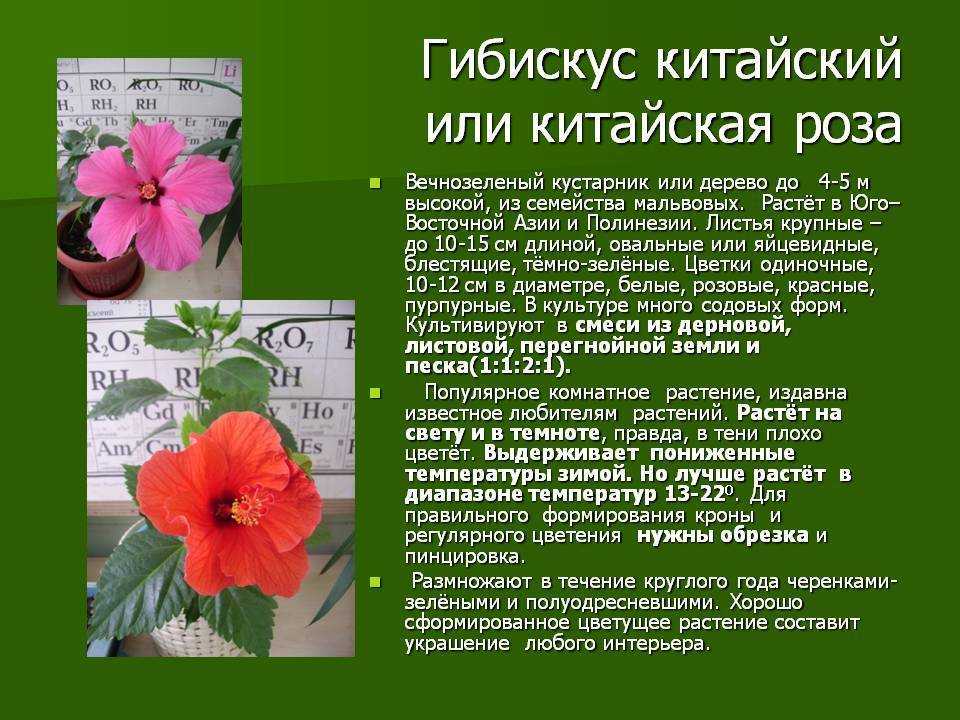 Китайская роза: почему нельзя держать дома, приметы и суеверия, чем опасна