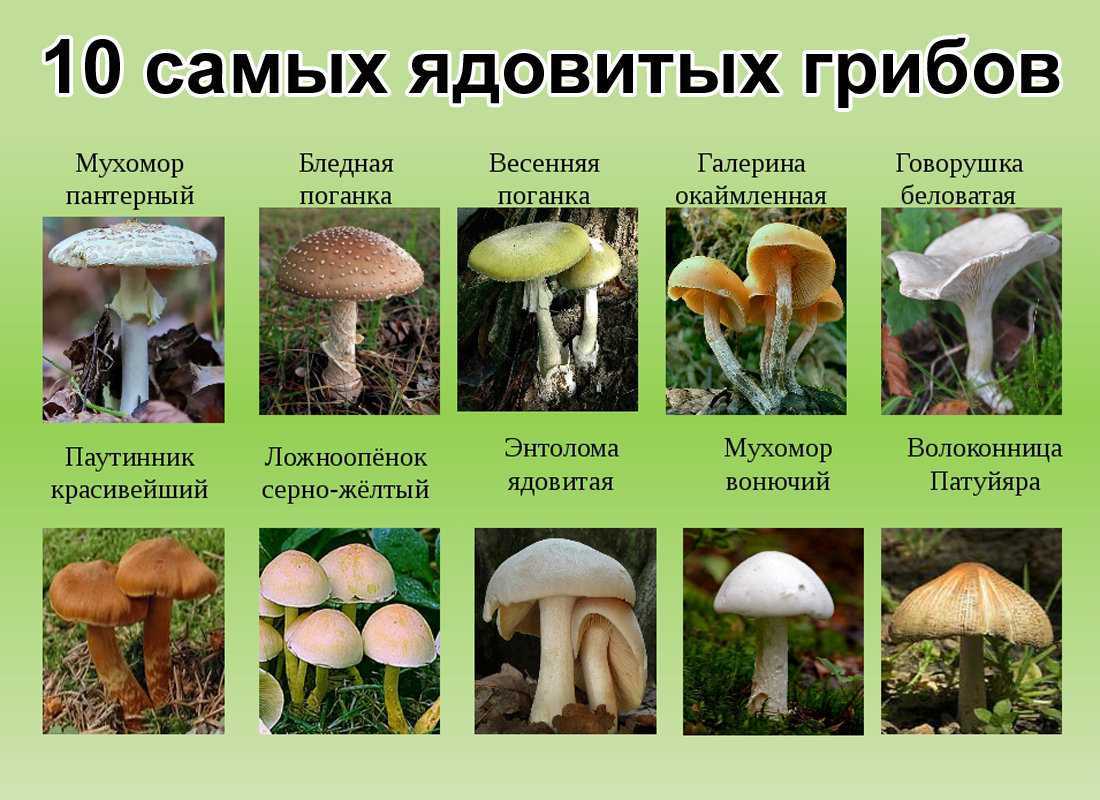 Грибы крыма в 2023 году: лучшие места и сезон сбора