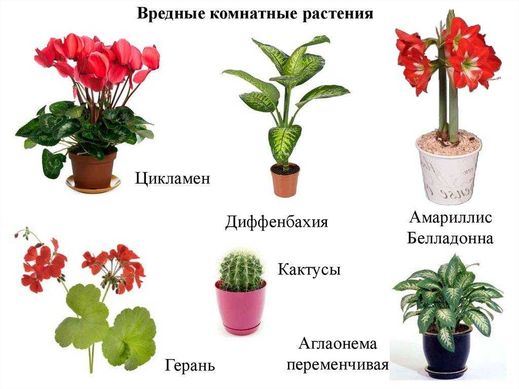 Синие и голубые многолетники: фото и названия, топ цветущих все лето